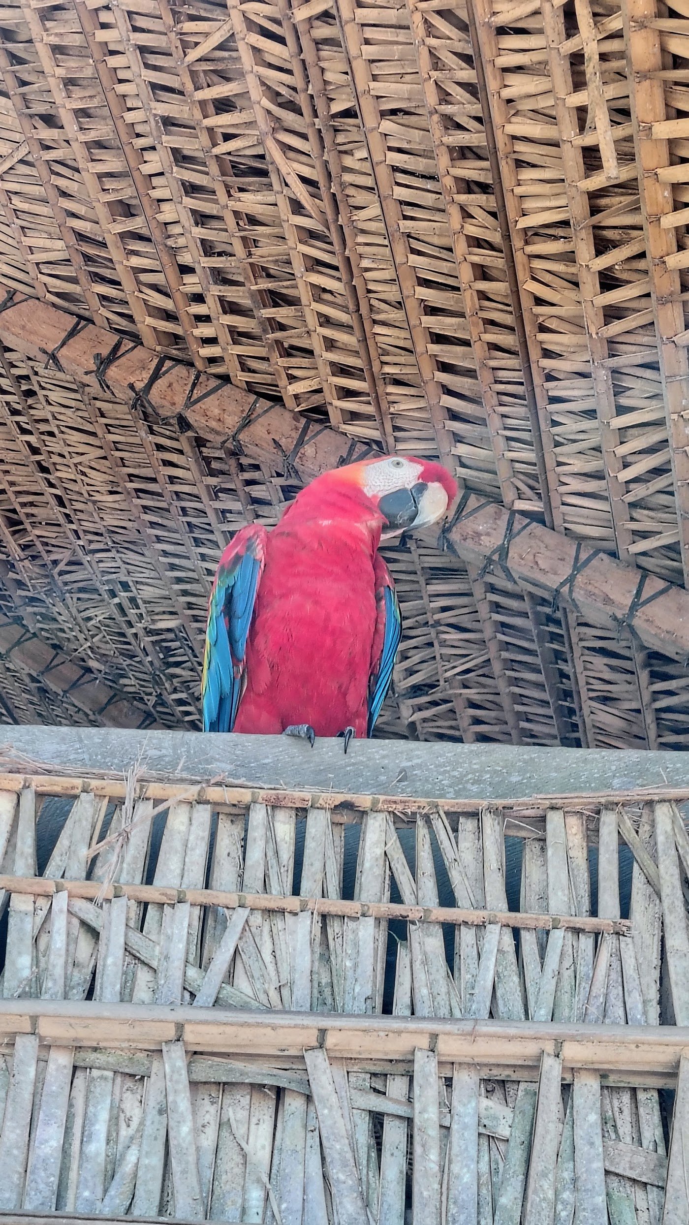 Turista com arara vermelha durante o passeio