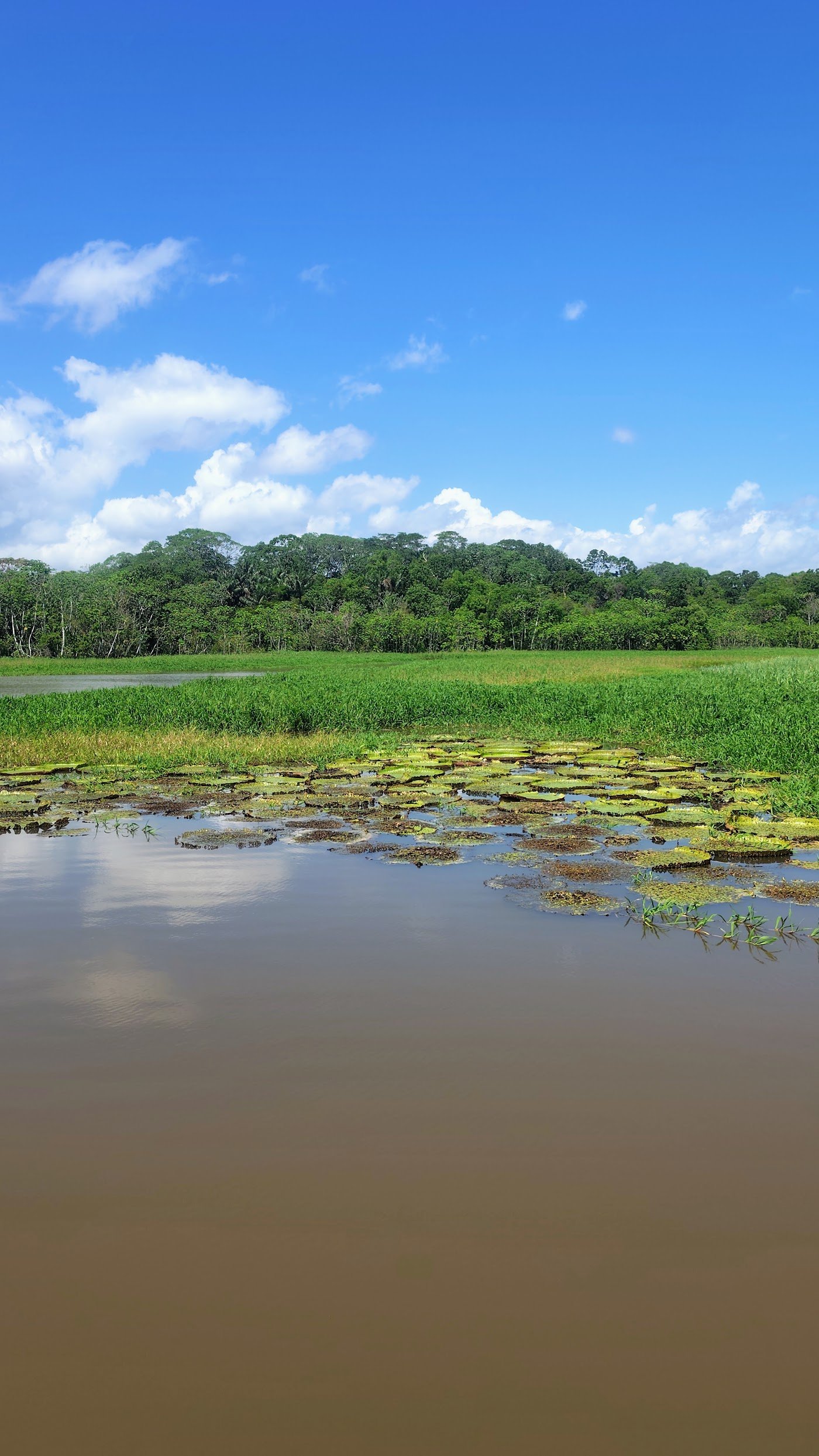 Vista do rio e da floresta amazônica